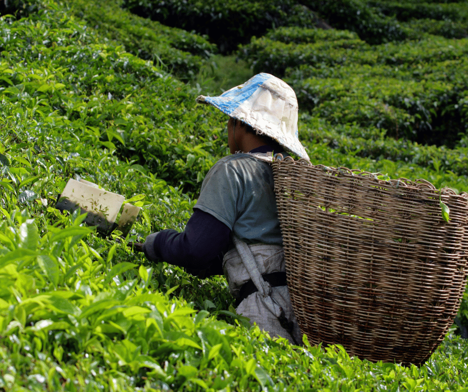 To Boh Plantation